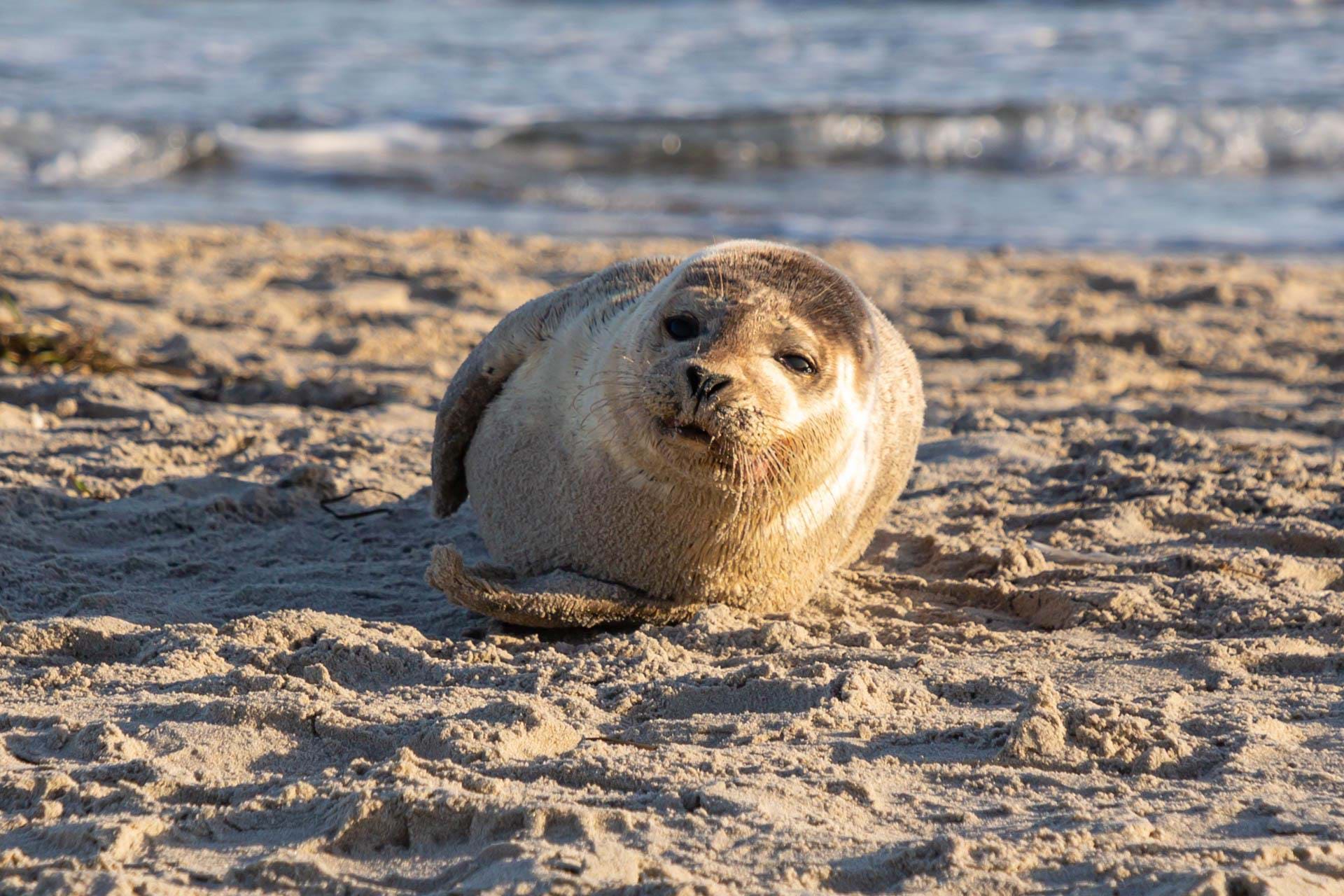 1 11 2020 Danmark Skagen Nordjylland Aalbaek Foto Anne Vibeke Rejser 2020 Foto Rasmus Schoenning (25)