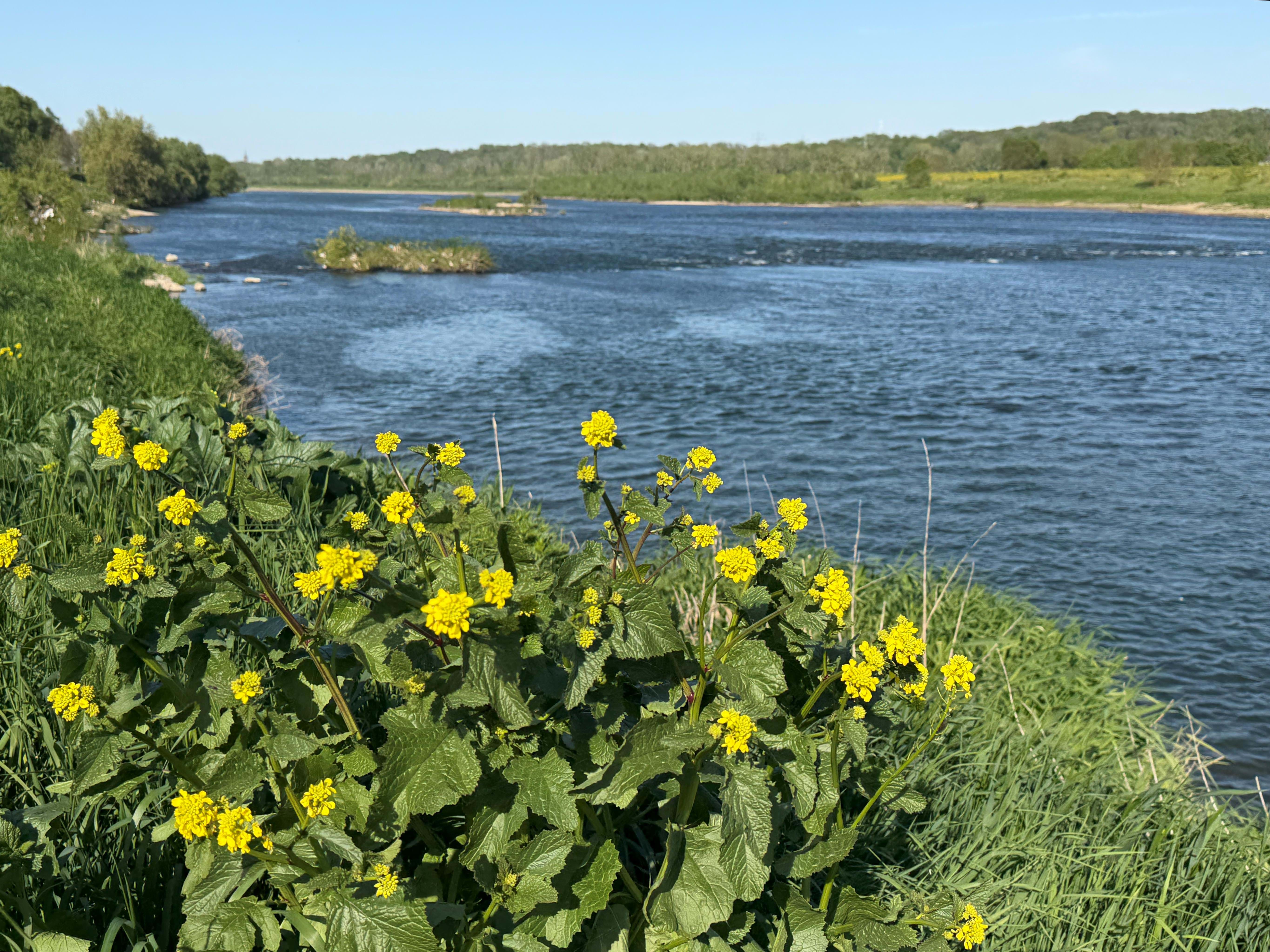 Belgien Limburg Maas Kajak Foto Anne Vibeke Rejser 2026 (16)