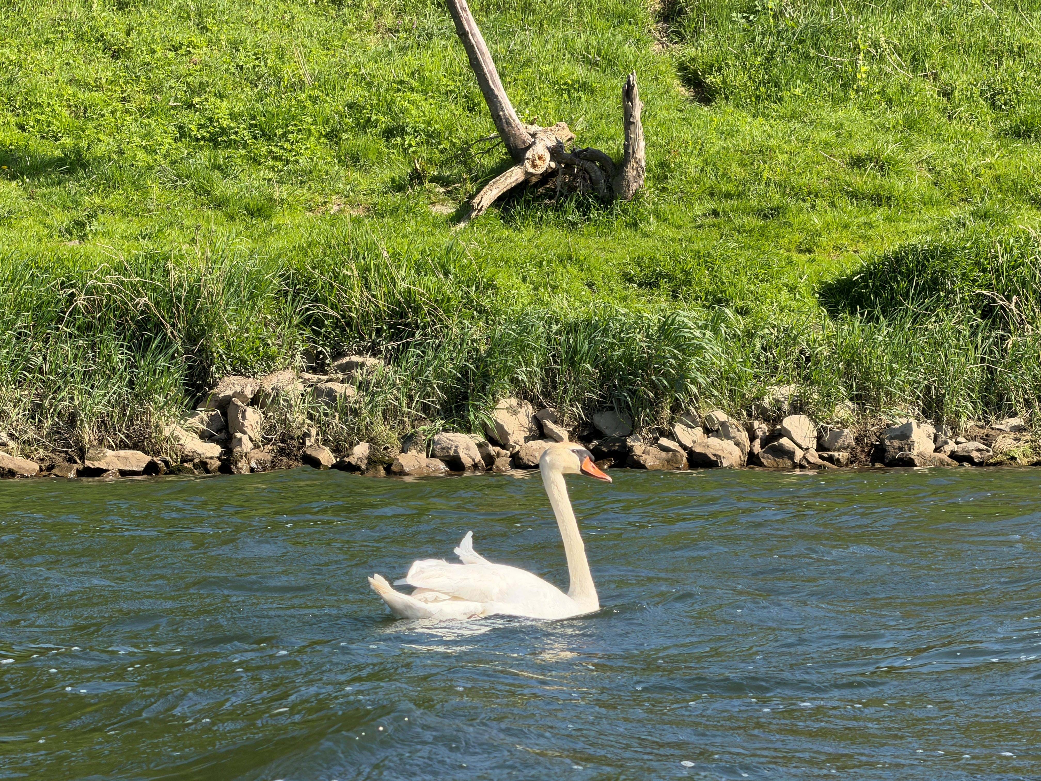Belgien Limburg Maas Kajak Foto Anne Vibeke Rejser 2026 (14)