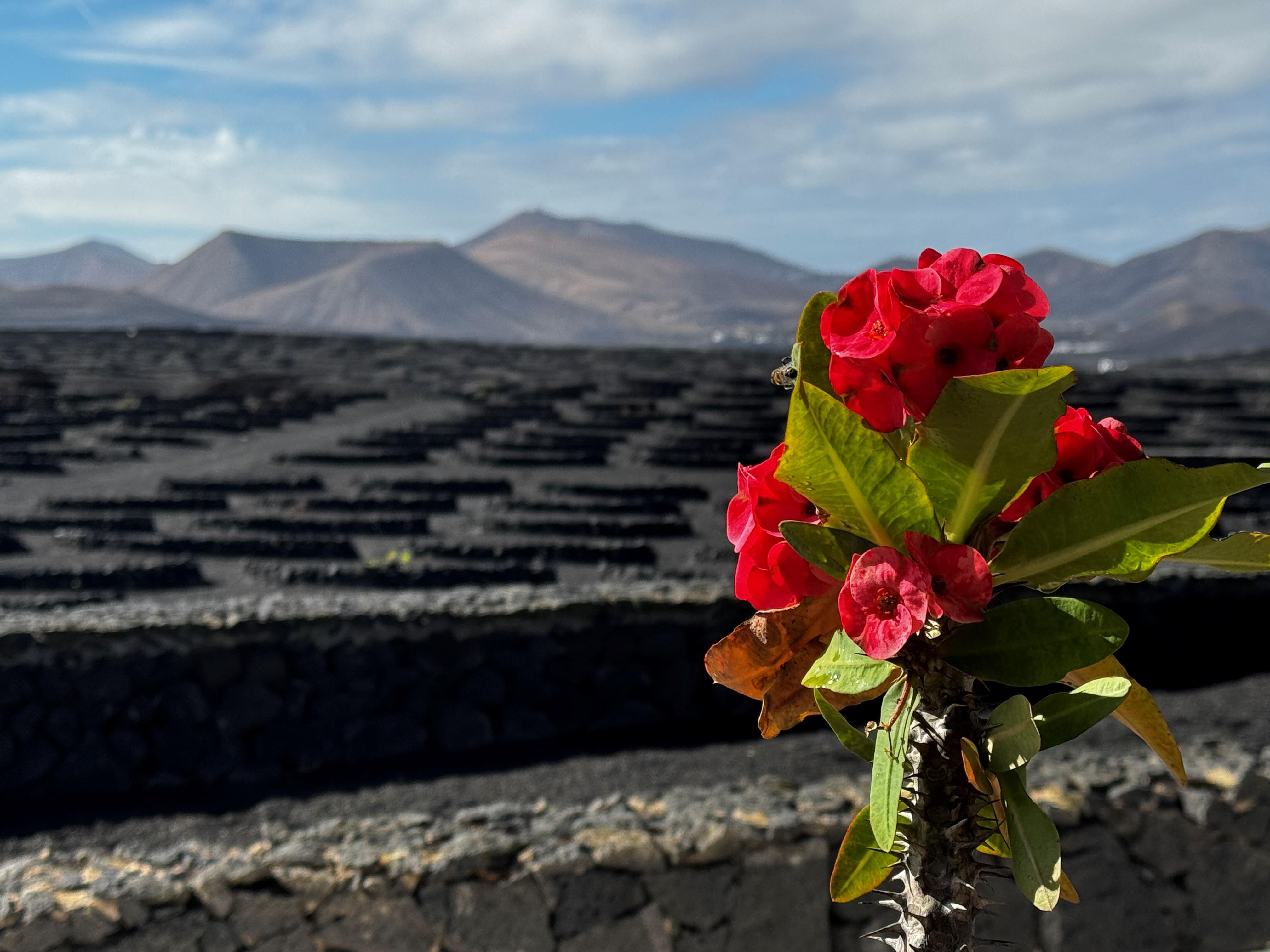 Spanien Lanzarote Natur Club La Santa Anne Vibeke Rejser 2025 Foto Rasmus Schønning (1)