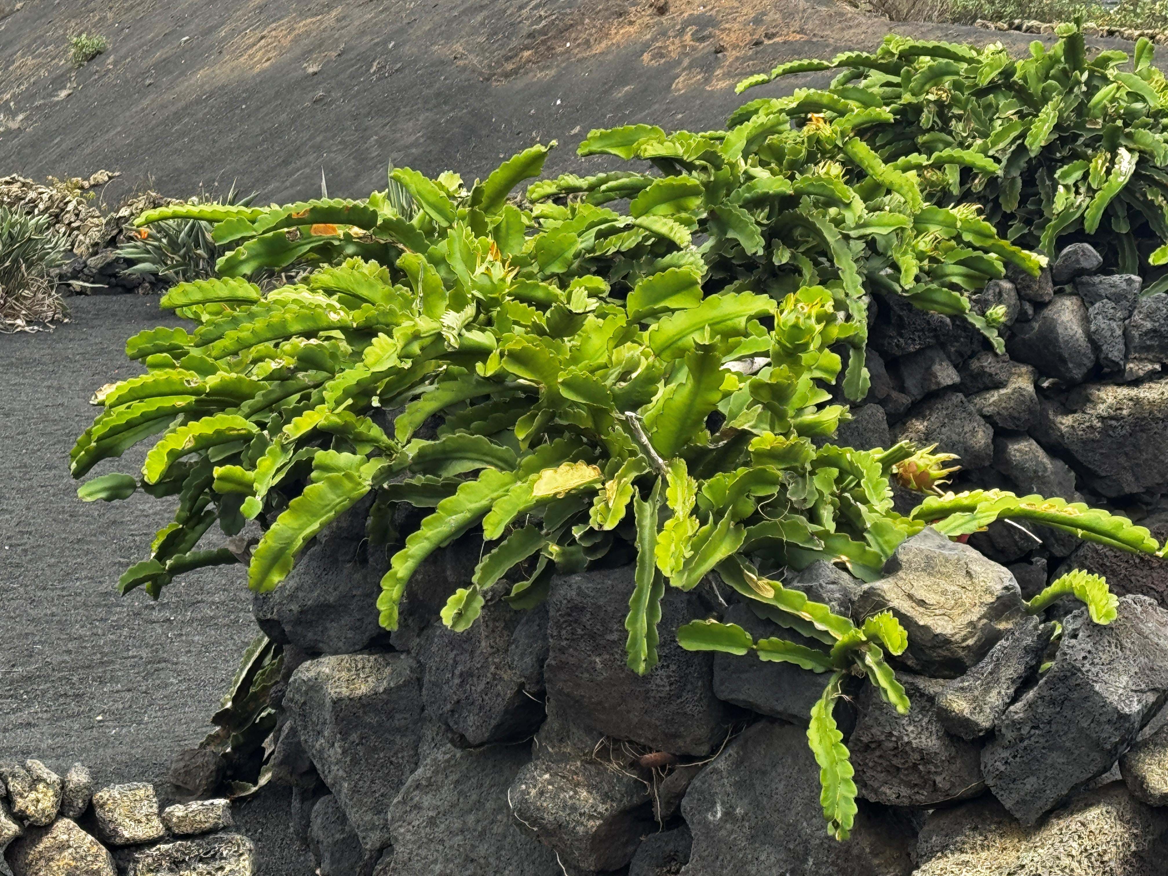 Spanien Lanzarote Natur La Geria Club La Santa Anne Vibeke Rejser 2025 Foto Rasmus Schønning (2)