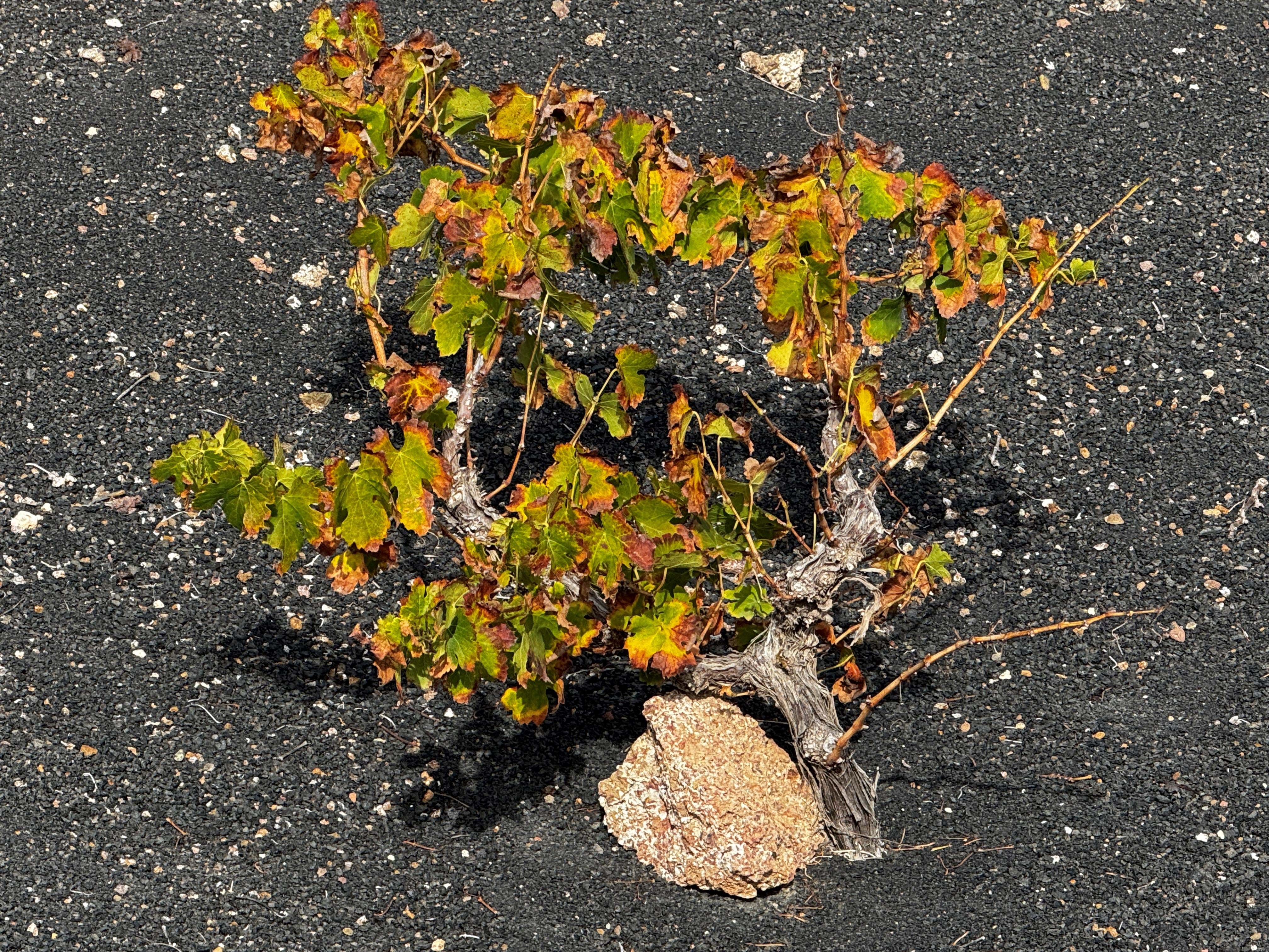 Spanien Lanzarote Natur La Geria Club La Santa Anne Vibeke Rejser 2025 Foto Rasmus Schønning (1)